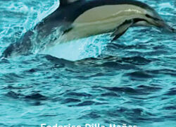 La concurrencia en un cosmos de piratas