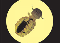 Recetas de cocina de Maese Mercader