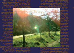 Camino de glorificación